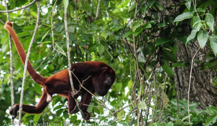 "Araguato Expeditions" Tours | Catatumbo - Maracaibo Lake - Venezuela