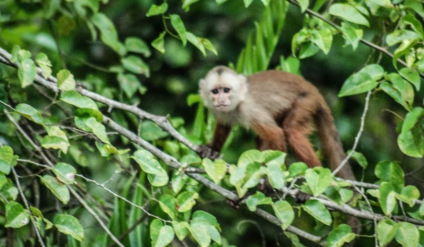 "Araguato Expeditions" El Catatumbo - Lago de Maracaibo - Venezuela