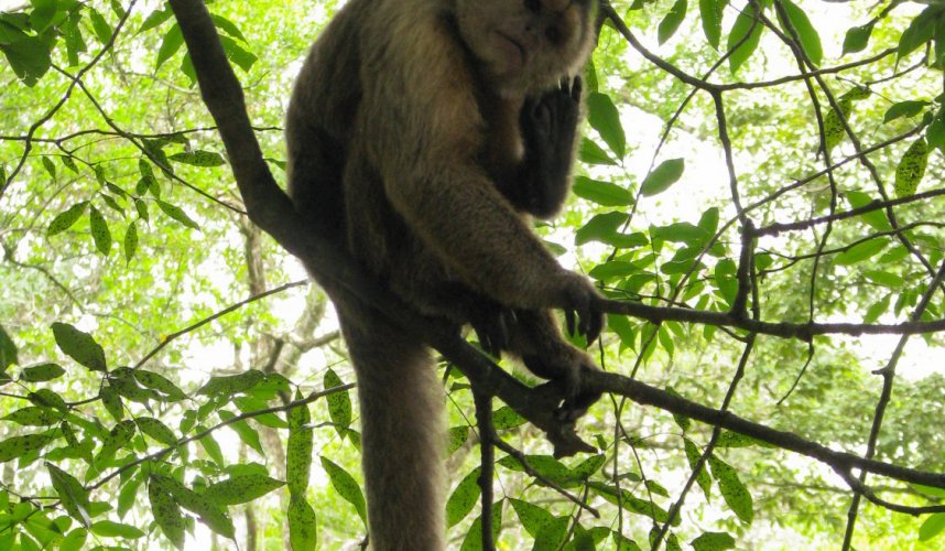 "Araguato Expeditions" Delta del Orinoco - Venezuela