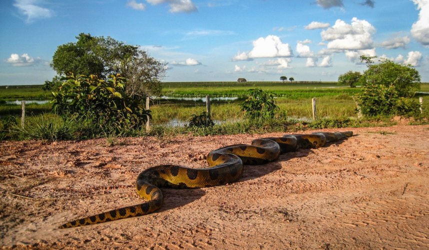 "Araguato Expeditions" Tour | Safari Los Llanos - Venezuela