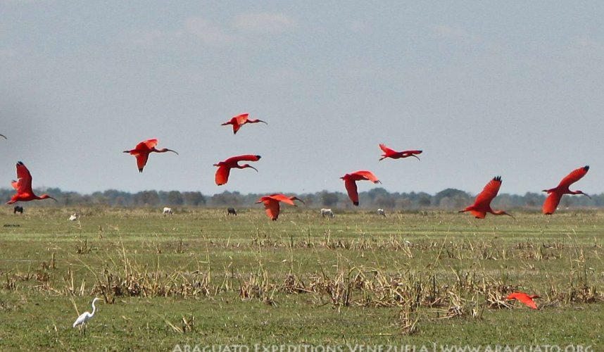 "Araguato Expeditions" Tour | Safari Los Llanos - Venezuela