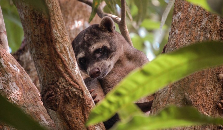 "Araguato Expeditions" Tour | Safari Los Llanos - Venezuela