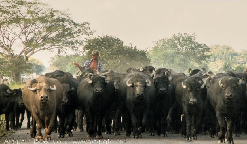 "Araguato Expeditions" Tour | Safari Los Llanos - Venezuela