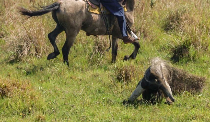 "Araguato Expeditions" Tour | Safari Los Llanos - Venezuela