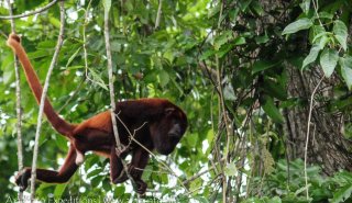 "Araguato Expeditions" El Catatumbo - Lago de Maracaibo - Venezuela