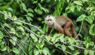 "Araguato Expeditions" Tours | Catatumbo - Maracaibo Lake - Venezuela