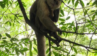 "Araguato Expeditions" Delta del Orinoco - Venezuela