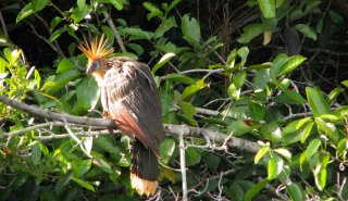 "Araguato Expeditions" Tour | Safari Los Llanos - Venezuela