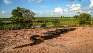 "Araguato Expeditions" Tour | Safari Los Llanos - Apure State - Venezuela