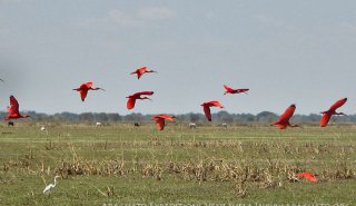 "Araguato Expeditions" Tour | Safari Los Llanos - Venezuela