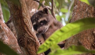 "Araguato Expeditions" Tour | Safari Los Llanos - Venezuela