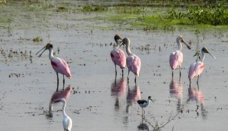 "Araguato Expeditions" Tour | Safari Los Llanos - Venezuela