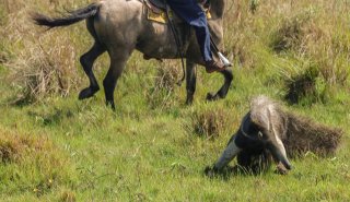 "Araguato Expeditions" Tour | Safari Los Llanos - Venezuela