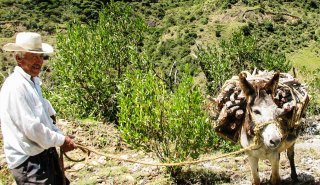 "Araguato Expeditions" Los Nevados - Merida - Venezuela