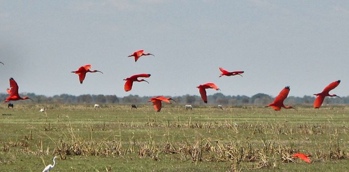 "Araguato Expeditions" Tour | Safari Los Llanos - Venezuela